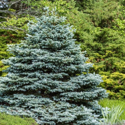 Colorado Blue Spruce : 250 packets